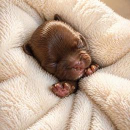 Miley - Chocolate female Shih Tzu puppy in Ada, Oklahoma from Rollins Farms Shih Tzus