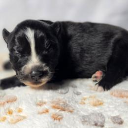 Reze - Black and white female Siberian Husky puppy in Buckeye, Arizona from Anime Huskies