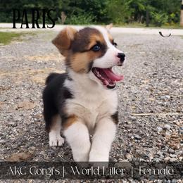 Paris - Black and tan female Pembroke Welsh Corgi puppy in Pine Village, Indiana from NL Horsemanship
