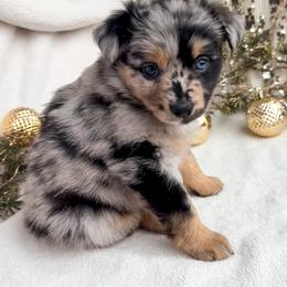 Miniature American Shepherd and Miniature Australian Shepherd Puppies from Sugartop Minis
