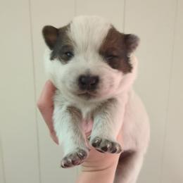 Kash - Red speckled male Australian Cattle Dog puppy in Mena, Arkansas from Red Desert Australian Cattle Dogs