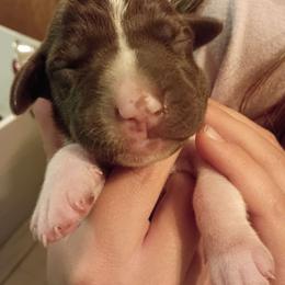 Champ - light pink - Liver and white female German Shorthaired Pointer puppy in Riverdale, Michigan from Ninemire Farm