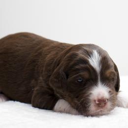 Bluey - Red tri-color female Aussiedoodle puppy in Decatur, Illinois from Signature Doodles