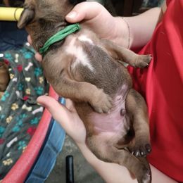 Boy 1 - Rd whtn blk nose male Rhodesian Ridgeback puppy in Broussard, Louisiana from Karamojo Ridgebacks,  Quality over Quantity