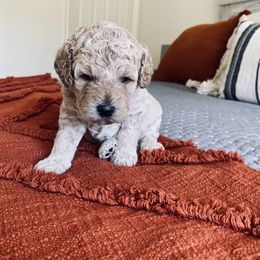 Bernedoodle and Labradoodle Puppies from Royal Doodles