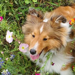 Shetland Sheepdogs and Toy Shetland Sheepdogs from LaLa's Lilliputian Lassies