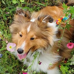Shetland Sheepdogs and Toy Shetland Sheepdogs from LaLa's Lilliputian Lassies