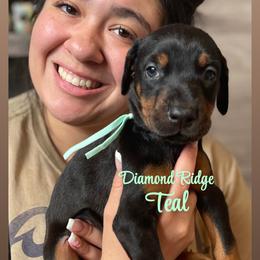 Teal collared girl - Black and rust female Doberman Pinscher puppy in Winamac, Indiana from DIAMOND RIDGE DOBERMANS
