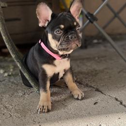 French Bulldog Puppies from Mata’s puppies