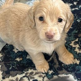 Cream Girl - Cream female Dachshund puppy in Belfair, Washington from SnortVille Frenchies & CreekSide Mini Doxies