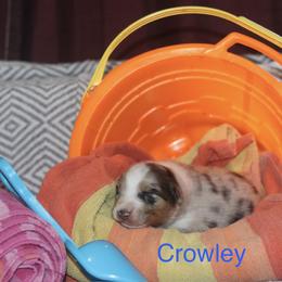 Crowley - Blue merle male Australian Shepherd puppy in Massachusetts from Knauer Australian Shepherds