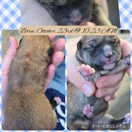 Boy 3 - Red male Shiba Inu puppy in Jackson, Ohio from Starlight Shibas