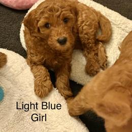 Light Blue Girl - Red  female Goldendoodle puppy in Greensfork, Indiana from Fishermen’s Doodles