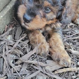 Bernedoodle, Goldendoodle, Poodle, and Sheepadoodle Puppies from Lindy’s Doodles