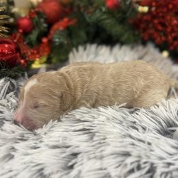 Arlo - Cream male Goldendoodle puppy in Ambrose, Georgia from Brandilyn's Aussies