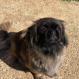 Sasha - Pekingese
