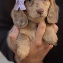 Dachshund Puppies from Lone River Dachshunds