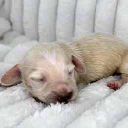Orange - Cream female Dachshund puppy in Lakeland, Florida from Buckwild Doxies