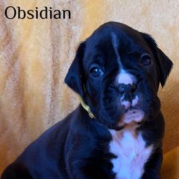 Boxer Puppies from Vincent's Pride Boxers