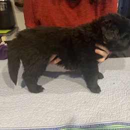 Newfoundland Puppies from Burning Embers Newfoundlands