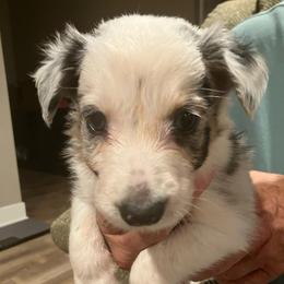 Bear - Blue merle male Border Collie puppy in Holden, Missouri from Spotted Feather Farm