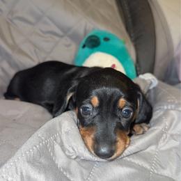 Oreo (Pink Collar) - Black and tan female Dachshund puppy in Turlock, California from Dandelion Dachshund