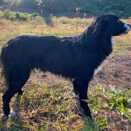 Shasta - Australian Shepherd