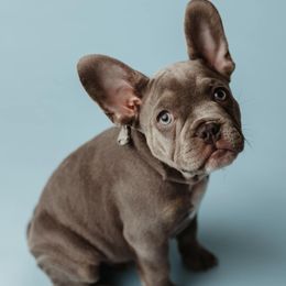 French Bulldog Puppies from Farm Fresh Frenchies