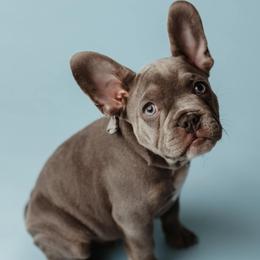 French Bulldog Puppies from Farm Fresh Frenchies