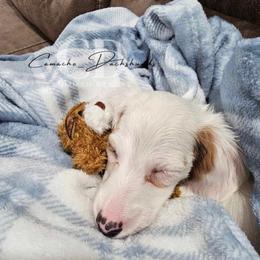 Dachshund Puppies from Camacho_Dachshunds