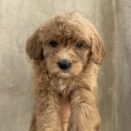 Clover - Apricot female Goldendoodle puppy in Clinton, Utah from Golden Law Kennels