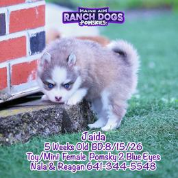 Jaida - Blue female Pomsky puppy in Humeston, Iowa from M.A.R. Dogs