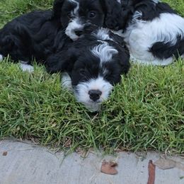 Tizzy - Black and white female Cavapoo puppy in Las Cruces, New Mexico from Moongate Cavaliers
