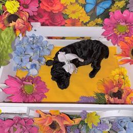 Yellow - Black female Poodle puppy in Houma, Louisiana from Smart Azz Poodles