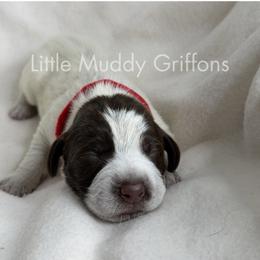 Red male - Brown and gray male Wirehaired Pointing Griffon puppy in Williston, North Dakota from Little Muddy Griffons