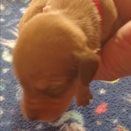 Christine - Red female Dachshund puppy in Frankfort, Kentucky from Gigi's Dachshunds