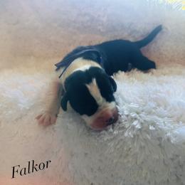 Falkor - Mantle male Great Dane puppy in Liberty, New York from Catskills Greatest Danes