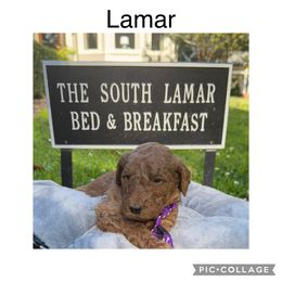 Goldendoodle Puppies from Quentin Brewer