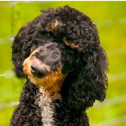 Carly - Poodle