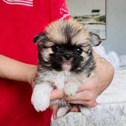One In A Million. Price 12000( Black Mask ) - Black sabled silver male Chihuahua puppy in Santa Rosa Beach, Florida from Eva's Chihuahua