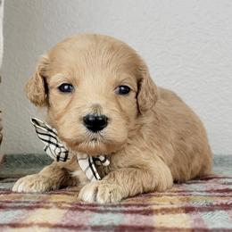 Patch - Apricot male Goldendoodle puppy in Temecula, California from Oodles O'Doodles