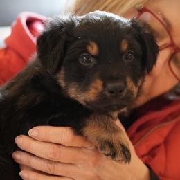 Rudolph  Aka. Ruddy - Black tri-color male Australian Shepherd puppy in Greencastle, Pennsylvania from Eileensaussies