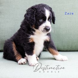 Zazu - Black tri-color male Aussiedoodle puppy in Kennesaw, Georgia from Distinctive Doodle