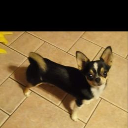 Gypsy - Chihuahua