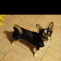 Gypsy - Chihuahua