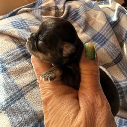 Candy - Black and tan female Chihuahua puppy in Beaumont, Texas from Anastasia’s Tiny Pupps