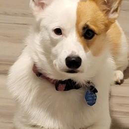 Pembroke Welsh Corgis from Dixieland Corgis