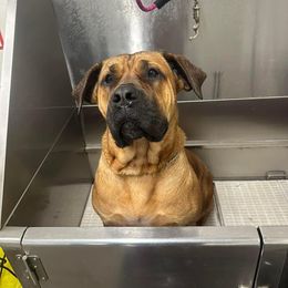 Cane Corso All Grown Up from Ironhide Cane Corso Italiano Kennels