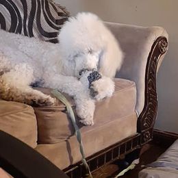 Poodles from Darling Standard Poodle