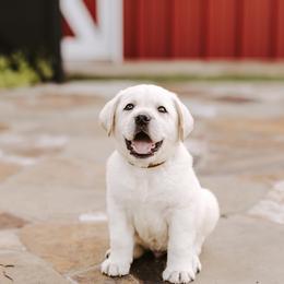 Hannah - Labrador Retriever